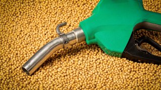 Pesquisadora derruba mito de que biocombustíveis competem com a produção de alimentos