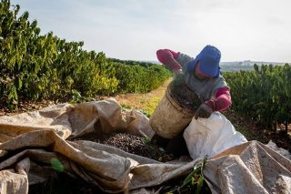 Lista Suja do trabalho escravo ganha 82 novos nomes; Minas Gerais lidera ocorrências