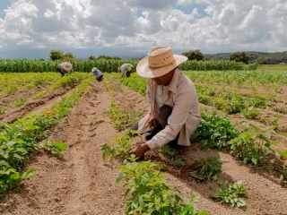 Compras públicas movimentam mais de R$ 100 milhões para MEIs e agricultores familiares