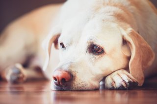 Como manter a saúde do pet em tempos de pandemia